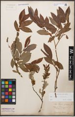 Foto von Salix caprea L. x Salix purpurea L.